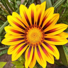Gazania Rigens flowering plant Seeds for colorful blooms in the backyard gardening and sunny borders
