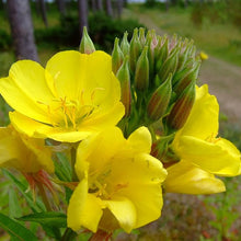Yellow Evening Primrose Oenothera Lamarckiana Seeds for a bright addition to the Flower Bed