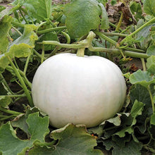 White Cushaw Pumpkin Seeds known for painting