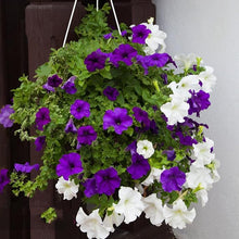 Petunia Petunia Hybrida Heirloom Hanging Mixed Color Seeds for growers filling out the Baskets, Pots, and Vertical Garden
