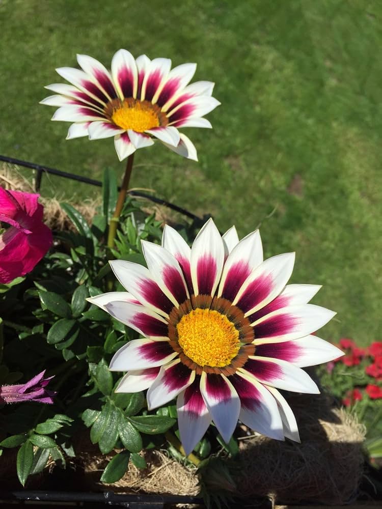Gazania Flower ��������� Gazania spp. ��������� for planting in pink yellow garden