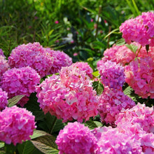 Hydrangea Macrophylla Mixed Seeds for training up trellises and fences