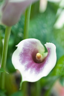 Calla Lily Zantedeschia Aethiopica Flower Seeds for Planting in Indoor Pots and Moist Garden Areas - for planting in home garden
