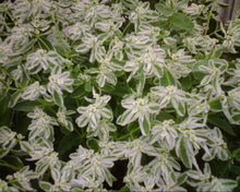 Snow on the Mountain Seeds (Euphorbia marginata) for colorful blooms in the ornamental garden and white variegated foliage