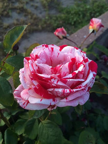Rose Rosa Hybrida Rare Seeds grown for backyard Colorful Floral Displays