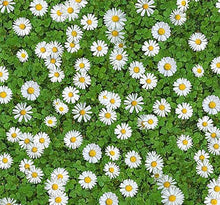 Creeping Daisy Seeds (Bellis perennis) for a bright addition to the Flower Bed & Garden
