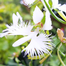 Japanese Radiata Seeds for growers filling out the Urban Garden & Flower Bed