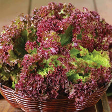 Lettuce Lactuca Sativa Seeds for planting in home garden