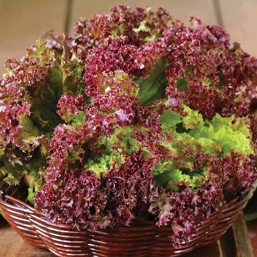 Lettuce Lactuca Sativa Seeds for planting in home garden