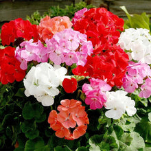 Geranium Pelargonium Hortorum Seeds for growers filling out the Flower Bed & Home Garden