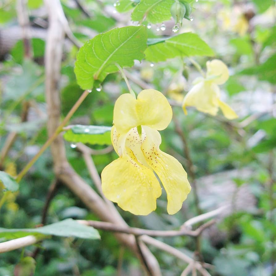 Jewelweed Impatiens Pallida Yellow Native Wildflower Seeds for Planting – Perfect for Pollinator Gardens and Natural Areas