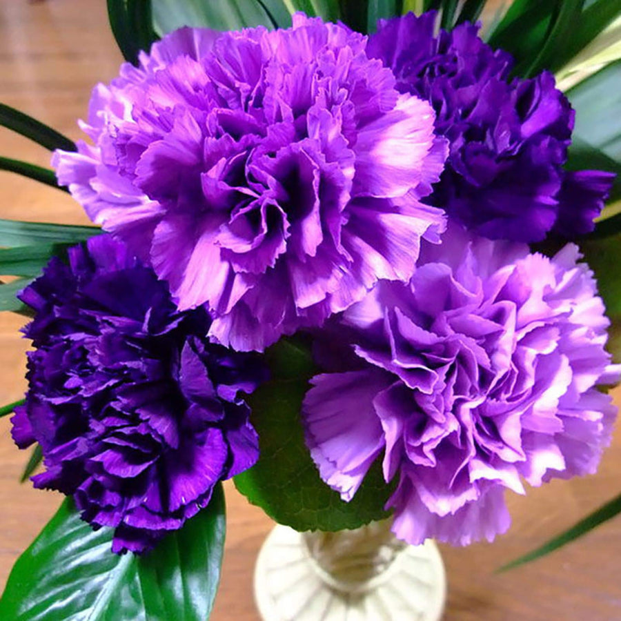 Dianthus Diamond Series purple seeds for annual flower garden blooms
