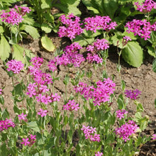 Catchfly Silene Armeria Seeds for seasonal color across the Flower Bed & Wildflower Garden
