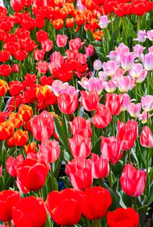 Rainbow Tulip Tulipa Gesneriana Seeds for seasonal color across the Home Perennial Beds