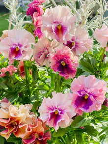 Real Pansy (Viola Cornuta Seeds for a lasting addition to the Bonsai & Garden Plants