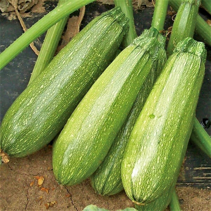 Gray Zucchini heirloom seeds non-GMO for gourmet squash garden