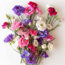 Lisianthus Eustoma Grandiflorum Black Pearl Seeds prized for ornamental Indoor Displays