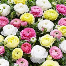 Ranunculus Flower Seeds â€“ Lush Double Blooms in a Rainbow of Shades