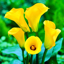 Calla Lily Seeds for a bright addition to the Garden or Indoor Spaces (100 pcs