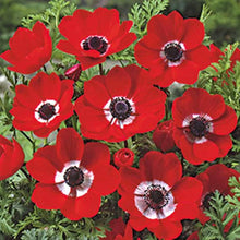 Anemone Seeds (Anemone spp.) for seasonal color across the Flower Bed