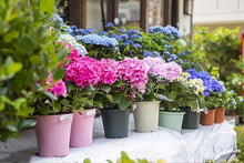 Bigleaf Hydrangea Seeds (Hydrangea macrophylla) for vertical growth across the home garden landscaping
