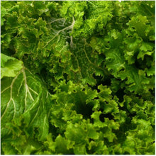 South Giant Curled Mustard Seeds for a fresh homegrown crop from the vegetable patch