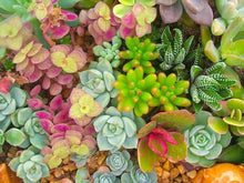 Light Yellow Succulent Seeds for a lasting addition to the Rare Sempervivum, Bonsai Pot