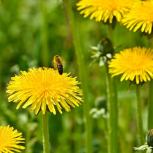 Dandelion Plant Taraxacum officinale for planting in lawn
