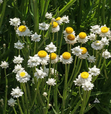 Winged Everlasting Plant Seeds for growers seeking a long-blooming display