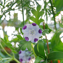 Cinque Spot Nemophila Seeds for colorful blooms in the Borders & Pots