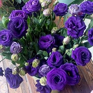 Lisianthus (Eustoma) Seeds for Potted Perennial Blooms