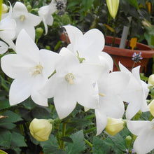 White Platycodon Balloon Seeds for seasonal color across the Herb Garden Borders