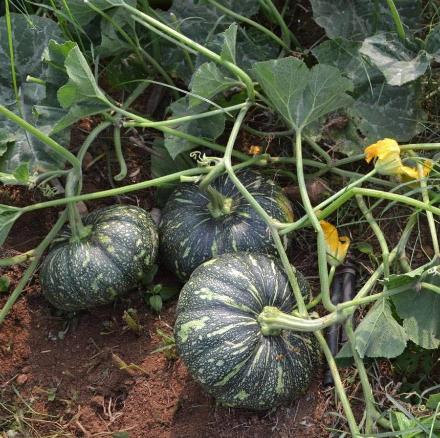 Calabaza Pumpkin Cucurbita moschata for planting in vegetable garden