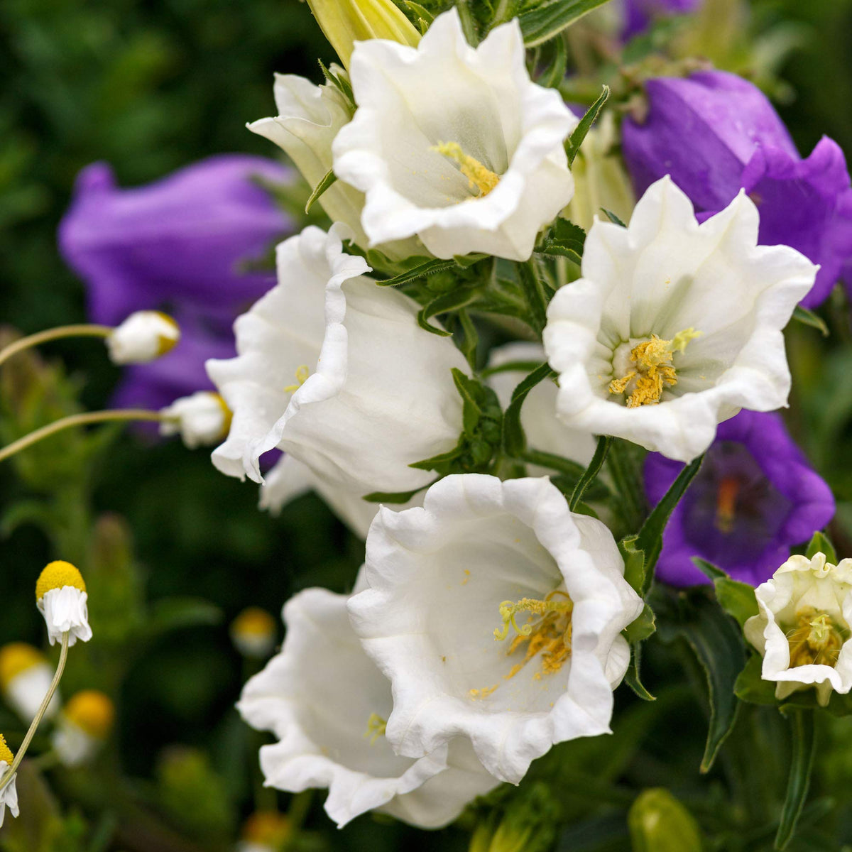 Campanula Canterbury Bell Double Flower - for planting in home garden