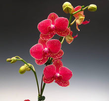 Hydroponic Phalaenopsis Orchid Seeds grown for indoor Flowering