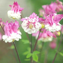 Pink Petticoat Columbine Aquilegia Seeds for growers seeking a long-blooming display