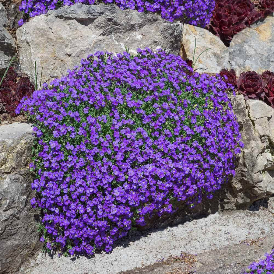 Rock Cress ��������� Arabis spp. ��������� for green and yellow garden