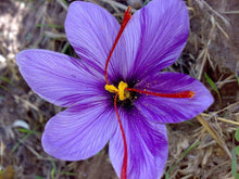 Saffron Seeds grown for gourmet Spice Harvest