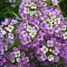 Alyssum Royal Carpet Seeds for a bright addition to the flower bed