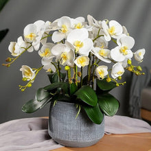 Moth Orchid Phalaenopsis Aphrodite Seeds grown for indoor Orchid Displays