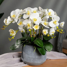 Phalaenopsis Orchid ��������� Phalaenopsis spp. ��������� for white garden