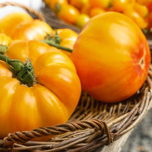 Amana Orange Tomato Seeds for a fresh homegrown crop from the Your Garden