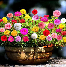 Lock Flower Lock Seeds for colorful blooms in the flower bed vegetable patch