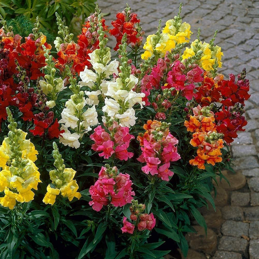 Snapdragon Antirrhinum Majus Flower Seeds for Planting – Ideal for Backyard Gardening and Home Garden Borders