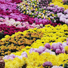 Japanese Rainbow Chrysanthemum Seeds for a lasting display in the Home & Garden