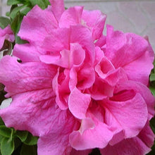 Petunia Hybrida Bonsai Balcony Seeds for long-term planting in the yard