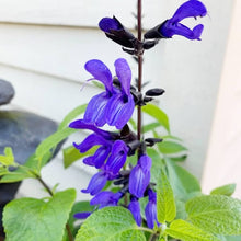 Black & Blue Salvia Guaranitica Sage Seeds for a fragrant addition to the herb patch