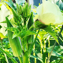 Okra Abelmoschus Esculentus Seeds prized among growers for warm-Season Fresh Harvest