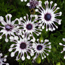 Purple Osteospermum Seeds for seasonal color across the Flower Bed & Garden
