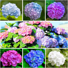 Colorful Hydrangea Bonsai Seeds for a lasting addition to the Easy DIY Balcony Planting